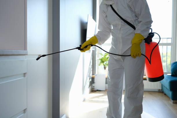 Best Mold Odor Removal Services  in Bellport, NY
