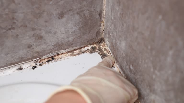 Trusted Bellport, NY Mold Removal Experts