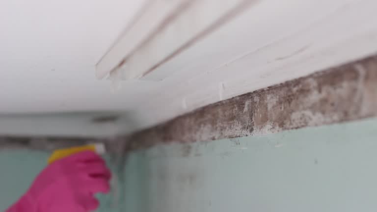 Best HVAC Mold Inspection and Cleaning  in Bellport, NY